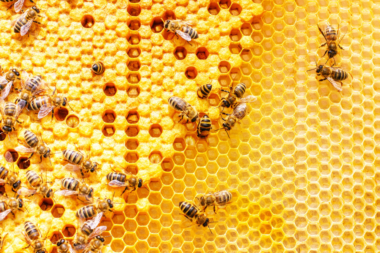 Arı Poleni Nedir? Arı Poleni Faydaları Nelerdir?