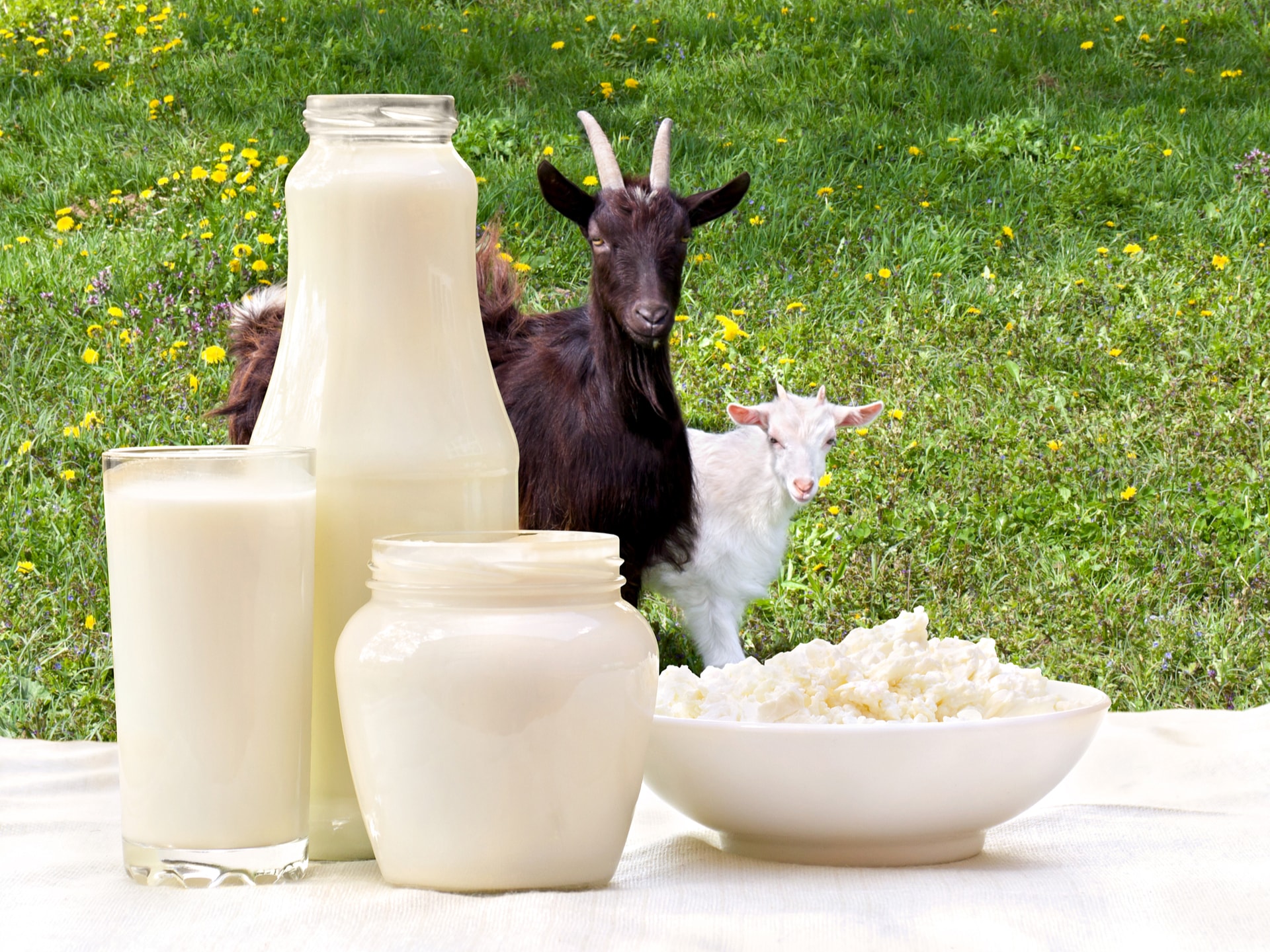 Козий. Козье молоко. Коза молоко. Парное молоко. Продукция из козьего молока.